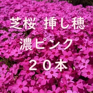 芝桜 挿し穂用カット苗 20本 6～8cm 濃いピンク◆シバザクラ 耐寒性◎ 宿根草 常緑 グランドカバー 園芸 ガーデニング 挿し木