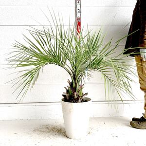 ココスヤシ 約:80cm 【Butia capitata/シルバーヤシ/シルバーリーフ/ヤシの木/庭木/シンボルツリー/ドラセナ】244523