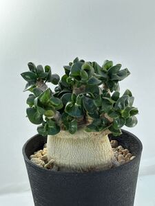 D.H.A (Dorset Horn Adenium) アデニウム アラビカム獅子葉 実生 塊根植物 コーデックス