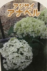 紫陽花 アナベル 苗