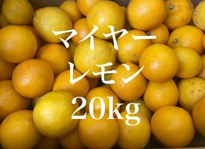 【熊本県産】国産 マイヤーレモン 20kg 家庭用 規格外品【東北北海道地方への発送不可】