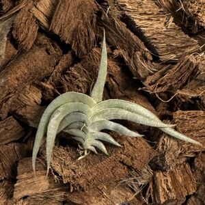 Tillandsia gilliesii Type Ⅰ ティランジア ギリエシー タイプⅠ エアプランツ チランジア