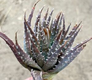 アロエ フミリス 帝王錦 Aloe humilis 親株 B