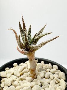 Aloe haworthioides アロエ ハオルチオイデス アフリカ原産 幹立ち 抜き苗は送料込 小型アロエ美種 多肉植物