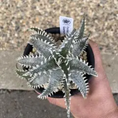 Dyckia ‘Quantum’ クアンタム Bill Baker Hybrid