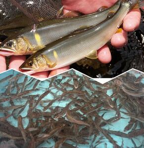 鮎　幼魚３０匹＋α　6㎝前後　人工繁殖　飼育観賞用　コケ取り　年魚　川魚【死着保証無し】③