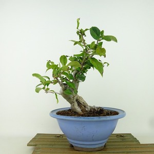 盆栽 花海棠 樹高 約23cm はなかいどう Malus halliana ハナカイドウ バラ科 リンゴ属 落葉樹 観賞用 現品