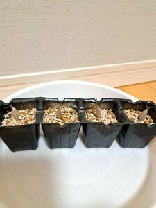 パキポディウム　グラキリス Pachypodium gracilius ４株　実生【検】ウィンゾリー マカイエンセ カタフ パキプス アンボンゲンセ 光堂