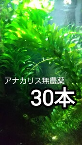 ☆アナカリス無農薬30本・淡水用・水質浄化