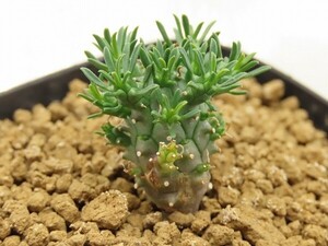 ■[W174]astrophora　アストロフォラ　実生苗　ヤマト運輸 【多肉植物　Euphorbia ユーフォルビア】