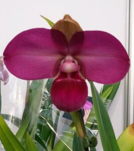 【瓶苗】【PH7】Phragmipedium kovachii x sib (10 plants in)(1瓶)