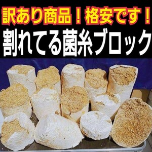 割れてるから格安です！　オオヒラタケ菌床ブロック　　　　カブトムシ幼虫の栄養強化に！マットに埋め込むだけ！　クワガタの産卵床にも！