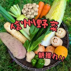 信州産 朝どれ♪ 冬の野菜 と 果物 詰め合わせ セット#2d