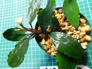 ◎1919TN138　 (自家栽培）水草　ブセファランドラ　Bucephalandra sp. Apple Leaf from KataBaru Timur-1 AZ-0311-11②