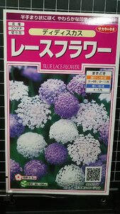 ３袋セット レースフラワー ディディスカス 種 郵便は送料無料