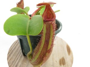 【最新★オリジナル実生】N.truncata (e )red × red×truncata(d)red flush 2.5号【現品限り】ネペンテス 食虫植物_17199