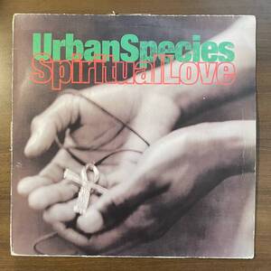 即決/名盤 Urban Species / Spiritual Love UKオリジナル盤 12inch CJ Mackintosh Remix ground beat