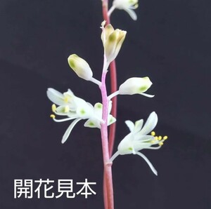 ◆種子15粒◆ ラケナリア アンジェリカ【lachenalia angelica】/検索用→ケープバルブ