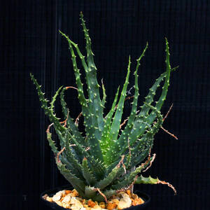 白磁盃×帝王錦 アロエハイブリッド Aloe hybrid A.pratensis x A.humilis ∂∂∂