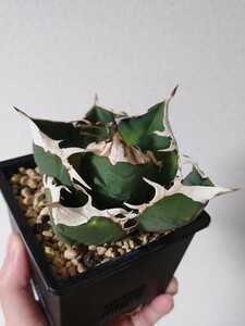 【アガベチタノタ 南アフリカダイヤモンド】SAD agave titanota アガベ チタノタ LBP