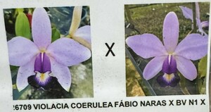 C. violacea coerulea (Fabio Nahas x Bela Vista) N1 x coerulea ‘Tales’ 4