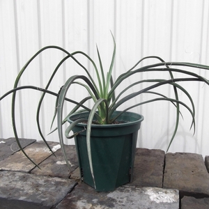 現物出品【ユッカ・フィリフェラ＊Yucca filifera】６号