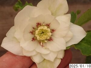 花1ガク0蕾1 開花株3.5号 小野寺園芸生産 多弁ダブル クリスマスローズ0110024