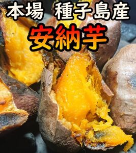 【本場種子島産】完熟！ねっとり！安納芋紅プチサイズ　5キロ【病気に負けるな】