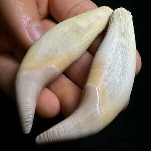 特大！【ツキノワグマの牙2本セット】熊 月輪 クマ 歯 牙 骨格 標本 剥製