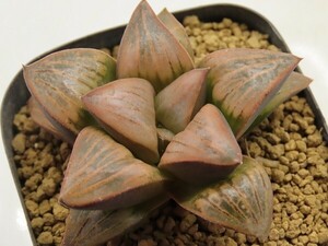 ■[Y031]Desert horizon　デザートホライズン　SCオリジナル　ヤマト運輸 【多肉植物　Haworthia　ハオルチア　ハオルシア】