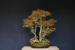 【盆栽　藤原】　紅葉　寄せ植え