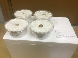 オオクワガタ 能勢YG血統 幼虫4頭