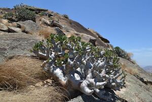 Pachypodium densiflorum var. brevicalyx パキポディウム　ブレビカリクス 種子 100粒