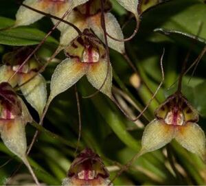 masdevallia nidifica 南米ミニチュアラン　原種　小型ラン 原種ミニチュアオーキッド熱帯植物