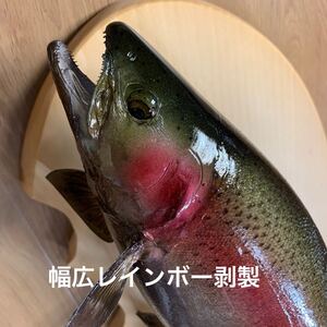 魚類剥製工房エフクラフト　幅広レインボー40