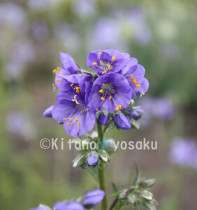 日高花忍（ヒダカ・ハナシノブ）◇ハナシノブ科　３寸（9.0cm）ポリポット栽培　◇開花時期５月～　