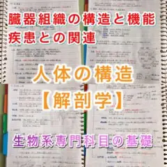 登録販売者試験対策シリーズ【人体の構造】まとめノート