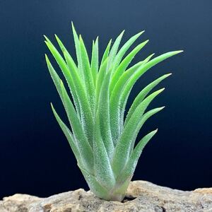 Tillandsia 