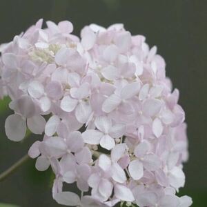 淡い ピンク の アナベル ＊パルフェ＊アジサイ＊ 紫陽花 苗＊苗 ＊白 ＊鉢植え＊庭木＊来季用＊宿根草＊毎年開花＊ラベル付き＊花終わり株