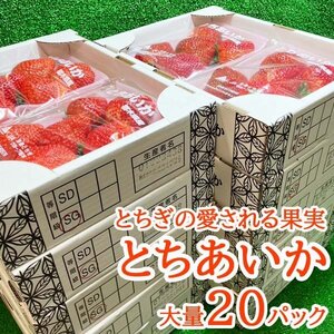 【Good】大量20パック入り！たっぷり10箱セット！栃木県産オリジナル 新品種 いちご『とちあいか』ご予約