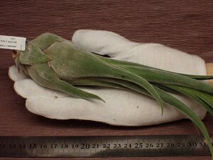 Tillandsia seleriana x T.streptophylla チランジア・セレリアナxストレプトフィラ 067★エアプランツPF