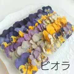 ビオラ✡ドライフラワー◆専用ケース付き