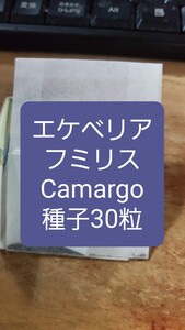 エケベリア　フミリス, Camargo 種子30粒