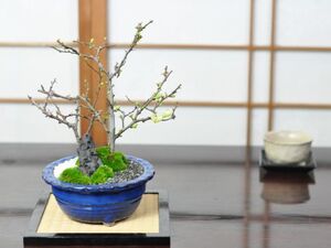 花盆栽 白長寿梅と赤長寿梅の寄植え 盆栽 人気 花芽 ミニ盆栽 花見 四季 鉢植 お祝い プレゼント 鉢花 贈り物