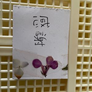 押し花メッセージカード小になります