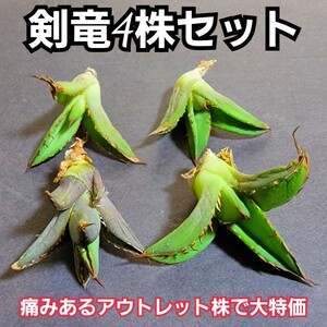 痛みあるアウトレット品【4株セット】 タワーオブバベル　剣竜　アガベ　チタノタ　縦に縦に成長していくタイプの株のタワーオブバベル！