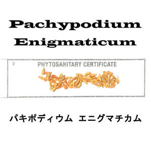 9月入荷 10粒+ パキポディウム エニグマティクム エニグマチカム 種子 種 証明書