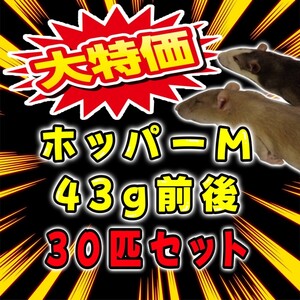 冷凍ラット 43g前後 30匹セット