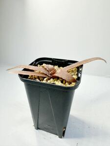 aloe lomatophyllum prostratum アロエ ロマトフィラム プロストラータム 実生株 マダガスカル原産 抜き苗は送料込　ダークアロエ