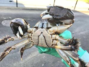 特大サイズ オス 350g 1.5kg 300g 1.5kg 合計 3.0kg 1円〜 静岡県産 活モクズガニ ズガニ ツガニ